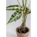 KARE roślina dekoracyjna ALOCASIA 80 cm